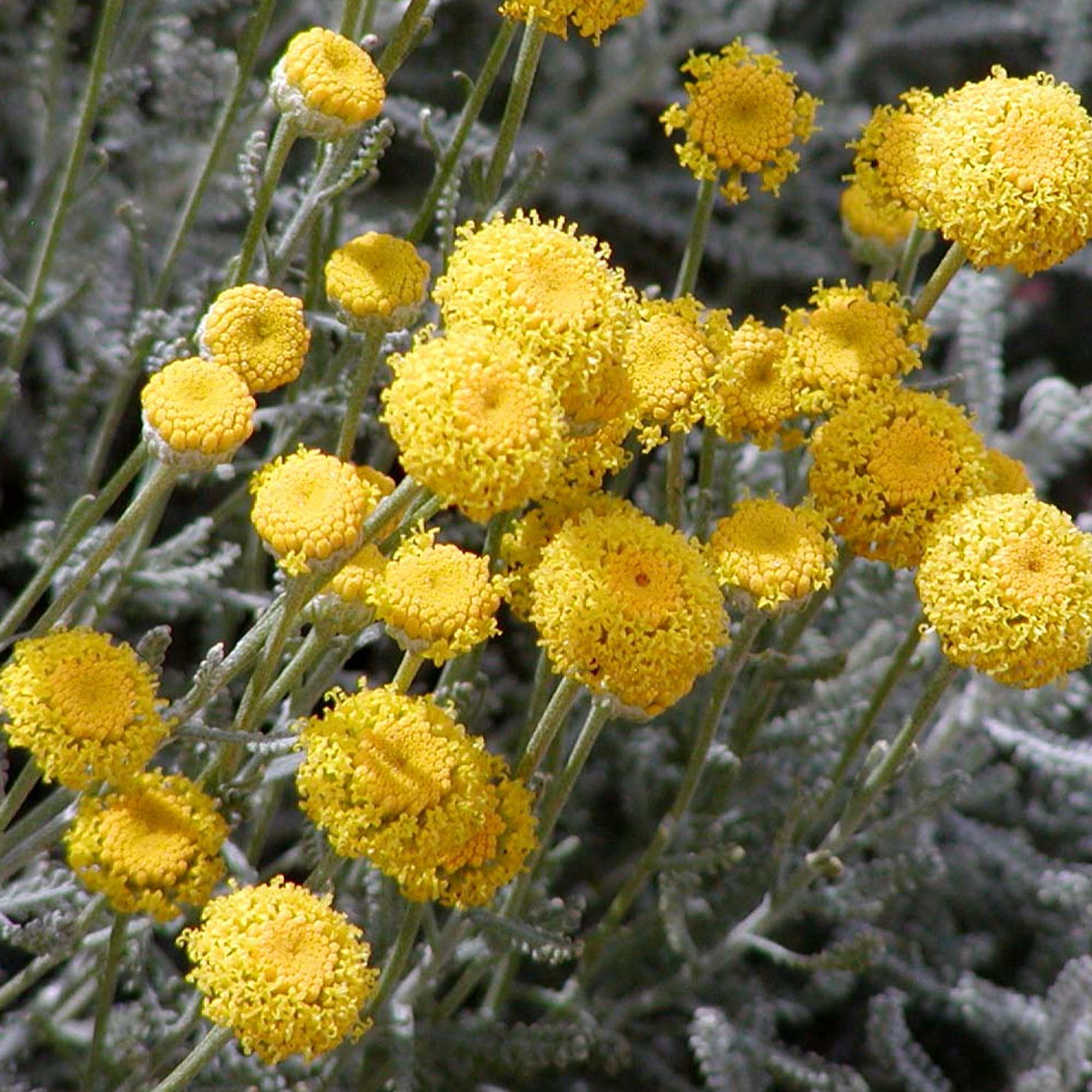 Santolina chamaecyparissus Cotton Lavender Evergreen Potted Dwarf